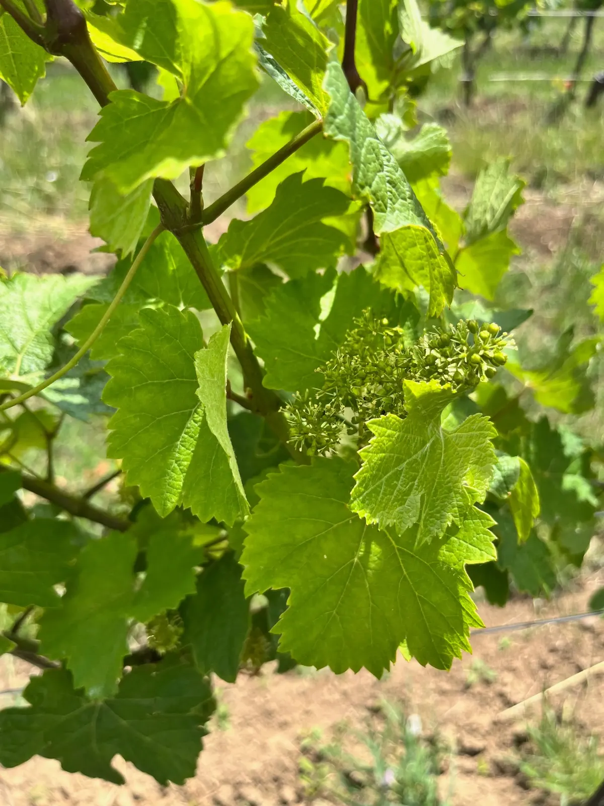 Makro květenství vinné révy, rané zrání