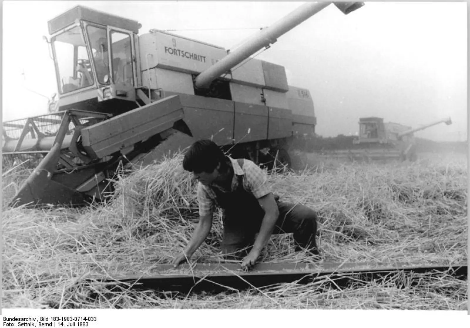 Archivní fotografie kombajnu Fortschritt E 516 při sklizni
