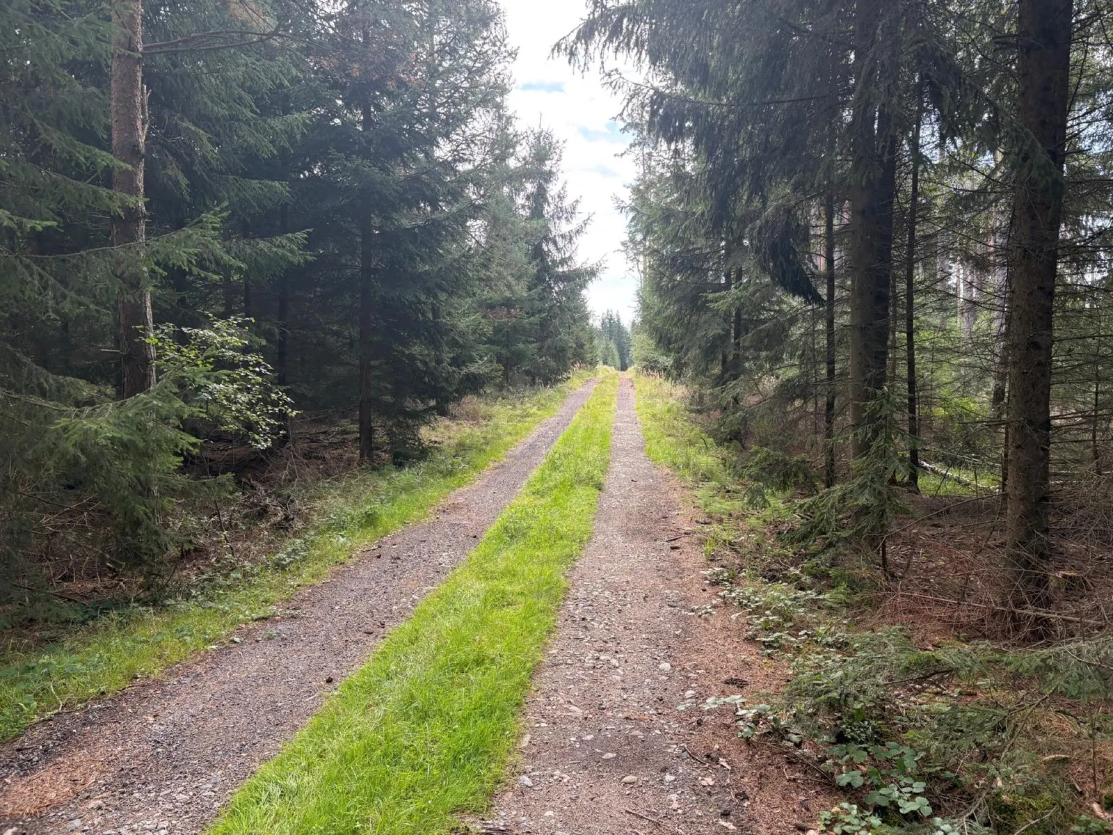 Lesní kamenitá cesta s travnatým pruhem uprostřed, po stranách vysoké smrky.