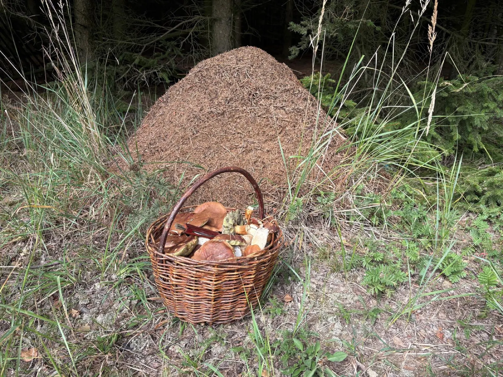 Proutěný košík plný hřibů opřený o mraveniště.