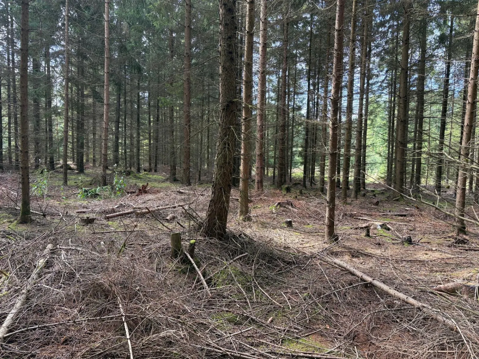 Vnitřek smrkového lesa - jehličí, spadané větve, mechové ostrůvky.