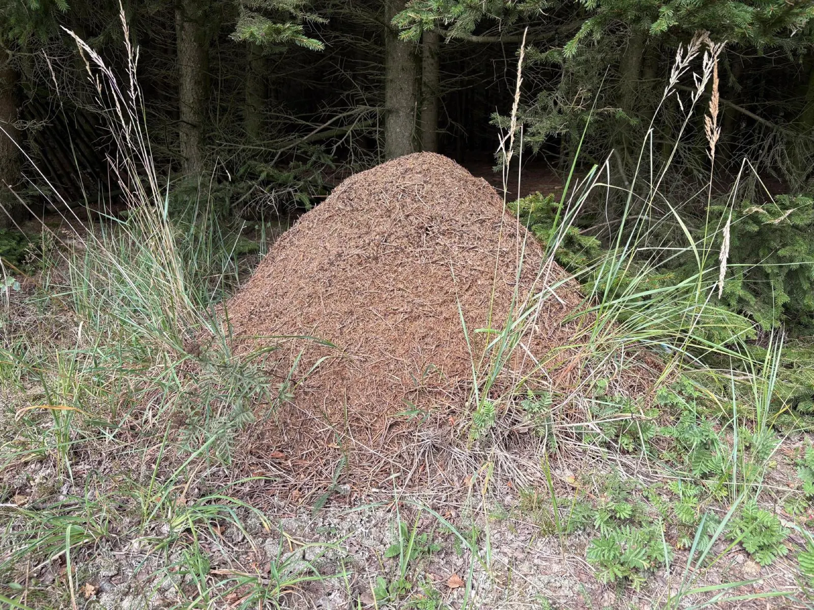Velké mraveniště z jehličí u smrkového podrostu.