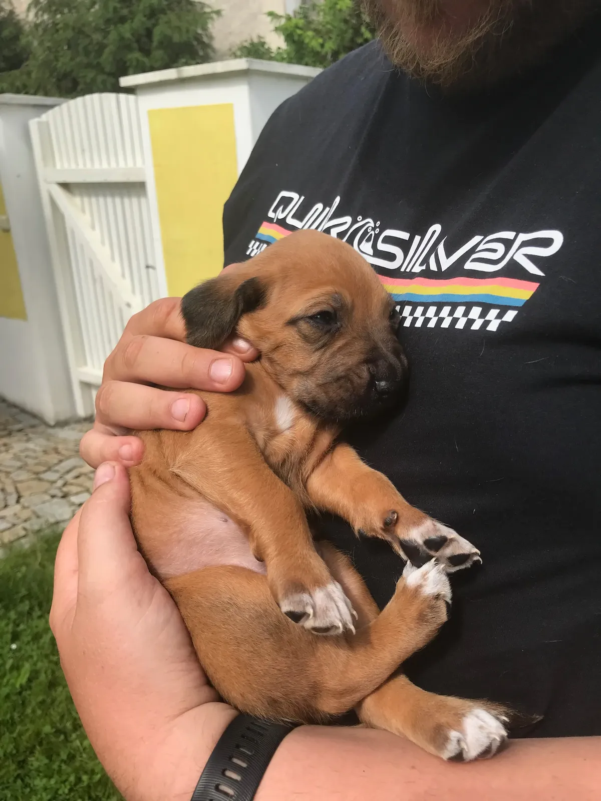 Několikadenní ridgebackové štěně v ruce chovatele, oči zavřené, drobné, teplá skořicová barva